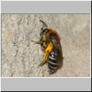 Colletes daviesanus - Seidenbiene w001i 9mm am Nest - OS-Insektenhotel det.jpg